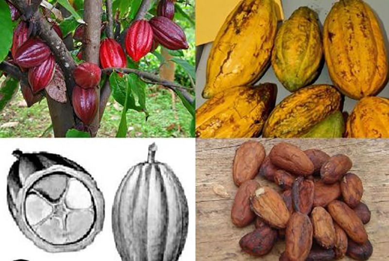 Theobromine cacao (fruit)